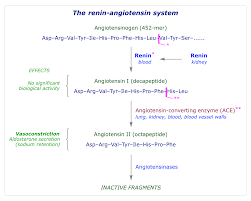 Image result for ACE Inhibitor
