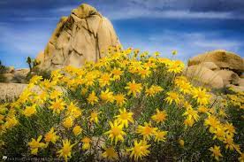 Official instagram of joshua tree national park. Wildflowers Joshua Tree Visitors Guide