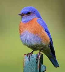 White Bird With Blue Feet Western Bluebird Portrait Beautiful Birds Pet Birds Blue Bird