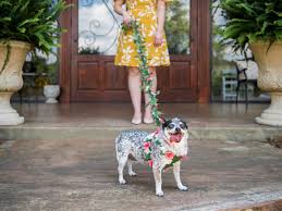 Giant flower spellbound rose every petal is unique hometalk. How To Make A Flower Dog Harness And Leash Hgtv