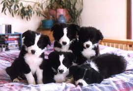 Bed Full Of Baby Border Collies Yes Please Collie Puppies Collie Dog Border Collie