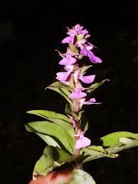 Image result for Brachycorythis