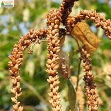 Image result for Buddleja asiatica