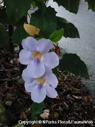 Image result for Thunbergia annua