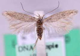 Image result for Scrobipalpula diffluella