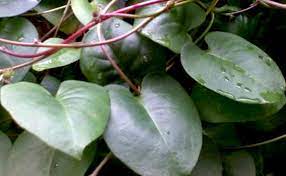 We did not find results for: 11 Manfaat Daun Binahong Tanaman Rambat Khasiat Dahsyat