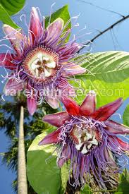 Image result for Passiflora quadrangularis