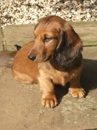 Red Standard Long Haired Dachshund Puppies Long Haired Dachshund Dachshund Puppy Long Haired Dachshund Puppies