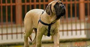 english mastiff feeding tips pets world