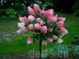 Image result for hydrangea paniculata vanille fraise