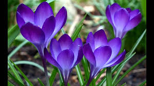 Bineinteles, nici prietenele cele mai bune nu trebuie neglijate,. Felicitare De 1 Martie 2015 Youtube