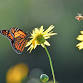 Nature Play Day: Bugs