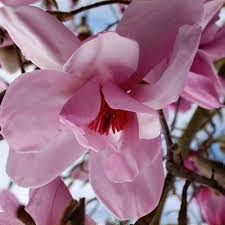 Image result for Magnolia sargentiana