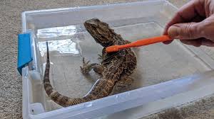 Simply fill a bowl or container with mildly warm water. Bathing Your Bearded Dragon A Complete Guide With Pictures