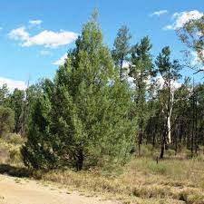 Image result for Callitris