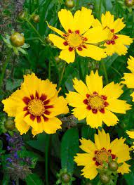 Coreopsis grandiflora can grow in just about any soil, even shallow, lean or chalky soil. Coreopsis Care And Planting For This Cute Field Wildflower