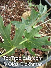 Image result for Coccinia sessilifolia