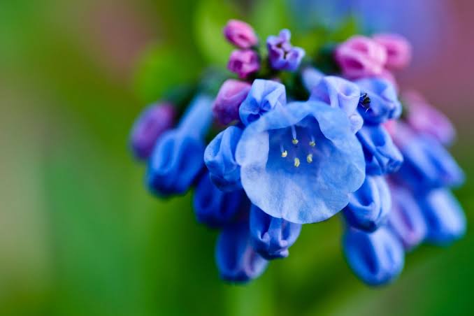 How To Grow And Care For Virginia Bluebells