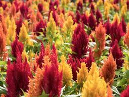 Punya tanaman celosia/jengger ayam tp bunga nya kecil?naah,ternyata ada teknik khusus agar bunga nya bisa berukuran besar. Bunga Celosia Bunga Jengger Ayam Memang Menawan Urban Garden