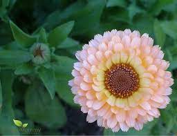 We did not find results for: Grow A Skin Healing Flower Garden Scratch Mommy