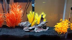Calculate aquarium volume in imperial gallons or metric litres. How To Start A Freshwater Fish Tank Pethelpful