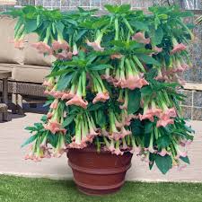 Angel's Trumpet 'Angel's Pink Profusion' For Sale – Logee's Plants