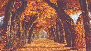 Maybe you would like to learn more about one of these? Fall Desktop Wallpaper Tumblr Fall Background Tumblr Desktop 2560x1440 Wallpaper Teahub Io