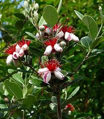 Image result for Feijoa sellowiana