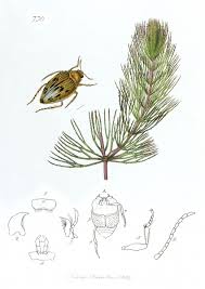 Image result for Ceratophyllaceae