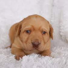 Labrador Retriever Puppy For Sale In Gap Pa Adn 72087 On Puppyfinder Com Gender Female Age 3 Weeks Labrador Retriever Labrador Retriever Puppies Labrador