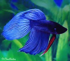 Pin On Betta Fighting Fish