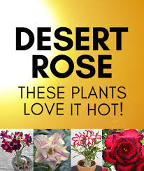 We did not find results for: Desert Rose Four Gorgeous Adenium Plants That Love The Summer Heat