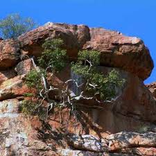 Image result for Ficus tettensis