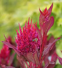 Red Celosia Flower And Bee Celosia Flower Flowers Bee Free