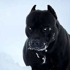 Canil De Mastim Napolitano Em Sp Pin Em Bichinhos Adoraveis