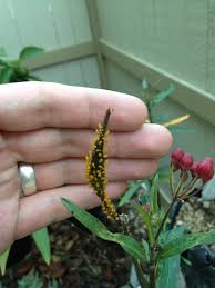 Because they consume nutrients within cannabis, the resulting leaves will appear yellow and wilted. What Are These Yellow Bugs And Should I Be Worried Gardening Landscaping Stack Exchange