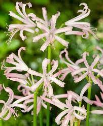 Nerine Bowdenii Albivetta Guernsey Lily Pink Perennials Seasonal Flowers Perennial Plants