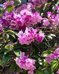 Image result for Hymenaea