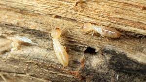 We did not find results for: Comment Se Debarrasser Des Termites Cote Maison