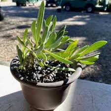 Image result for Senecio propior