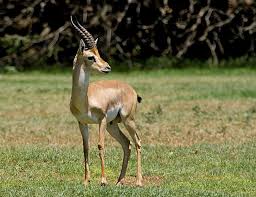 Check spelling or type a new query. Mountain Gazelle Wikipedia