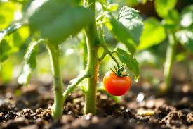 Belindanohemy onlyfans nude nudes porn tape hot model unveiled