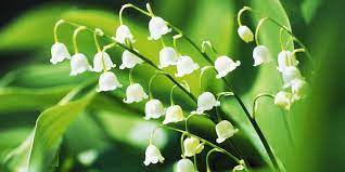 Flowers that look like lilies of the valley. 13 Things You Didn T Know About Lily Of The Valley