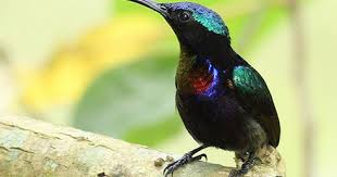 Gula jawa sangat bagus untuk kesehatan dan kebanyakan di gunakan sebagai tambahan rasa manis untuk memasak. Makanan Terbaik Untuk Burung Kolibri Ninja