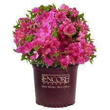 Azalea Bushes Outdoor Plants The Home Depot