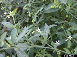 Image result for Solanum memphiticum