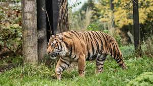 Help support the animals' daily care, veterinary care, and nutrition. What Is The Role Of Zoos Today The Captivity V Conservation Debate Financial Times