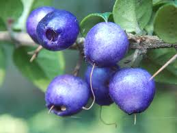 The biotic region is called the neotropics, and its faunal realm the neogaean. Hintergrundbilder Welt Chile Blau Baume Sommer Pflanzen Pflanze Natur Fruchte Schonheit Frucht Amerika Beere Flora Beeren Naturlich Sud Ernte Samen Holzig Saat Immergrun Spat Material Kopfgeld Strauche Stachelig