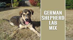 Meet roxie, lab/shepard dog for adoption in callaway florida. German Shepherd Lab Mix A Complete Guide Before Buying A Sheprador Petmoo