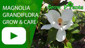 Magnolia Grandiflora Tree Growing Care Shade Tree Plant Information Climate Hardiness Zone Uses Gr Magnolia Grandiflora Trees To Plant Growing Tree
